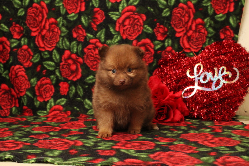puppy, for, sale, Pomeranian, Matthew B. Stoltzfus, dog, breeder, Gap, PA, dog-breeder, puppy-for-sale, forsale, nearby, find, puppyfind, locator, puppylocator, aca